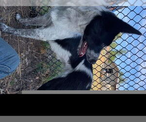 Mutt Dogs for adoption in Santa Cruz, CA, USA