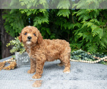 Puppy Silas Cavapoo
