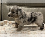 Small #2 Miniature Australian Shepherd