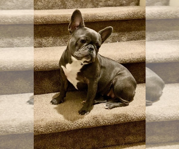 Medium Photo #1 French Bulldog Puppy For Sale in LILBURN, GA, USA
