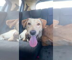 Small Photo #15 Golden Retriever-Unknown Mix Puppy For Sale in Escondido, CA, USA
