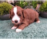 Small Photo #9 Cavapoo (Miniature) Puppy For Sale in CARLISLE, KY, USA