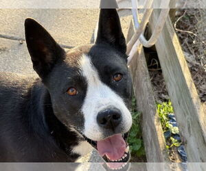 American Pit Bull Terrier-Siberian Husky Mix Dogs for adoption in La Vergne, TN, USA