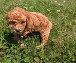 Small #5 Poodle (Miniature)