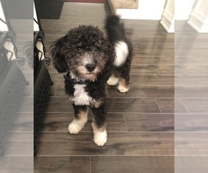 Bernedoodle Puppy for sale in IOWA CITY, IA, USA