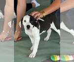 Small #1 Mutt