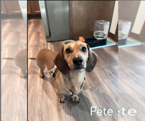 Pete - Male Dachshund Dog for Adoption - Photo #2