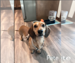 Small Photo #2 Dachshund Puppy For Sale in Sioux Falls, SD, USA