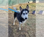Small #1 Siberian Husky Mix