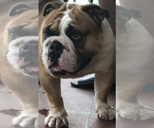 English Bulldog Puppy for sale in ARLINGTON, MD, USA