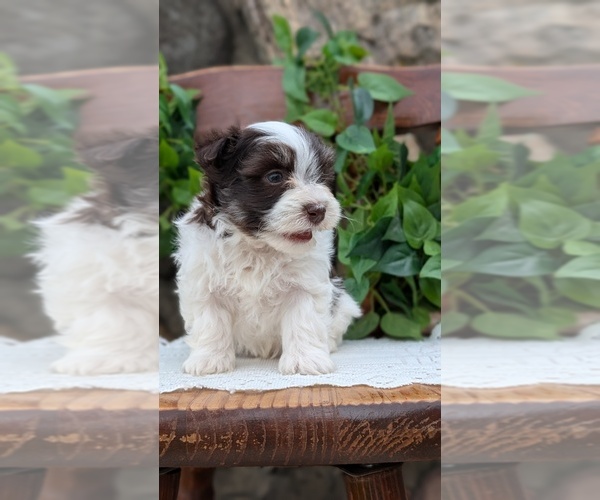 Medium Photo #64 Havanese Puppy For Sale in GOSHEN, IN, USA