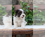 Small Photo #64 Havanese Puppy For Sale in GOSHEN, IN, USA