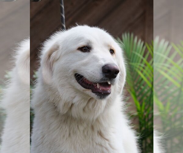Medium Photo #36 Great Pyrenees Puppy For Sale in Spring, TX, USA