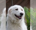 Small Photo #36 Great Pyrenees Puppy For Sale in Spring, TX, USA