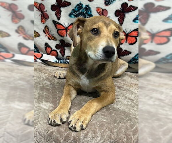 Medium Photo #6 Mutt Puppy For Sale in Wetumpka, AL, USA