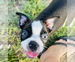 Puppy Puppy 2 Boston Terrier