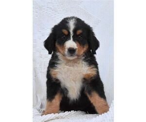 Bernese Mountain Dog Puppy for sale in HOWARD, PA, USA