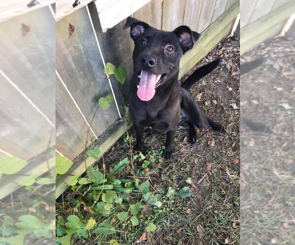 Medium Photo #11 Labrador Retriever-Unknown Mix Puppy For Sale in Jackson, MS, USA
