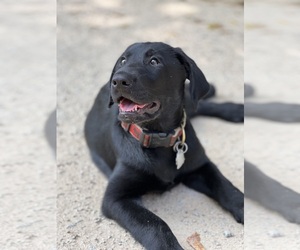 Labrador Retriever Puppy for sale in CAMDEN, SC, USA