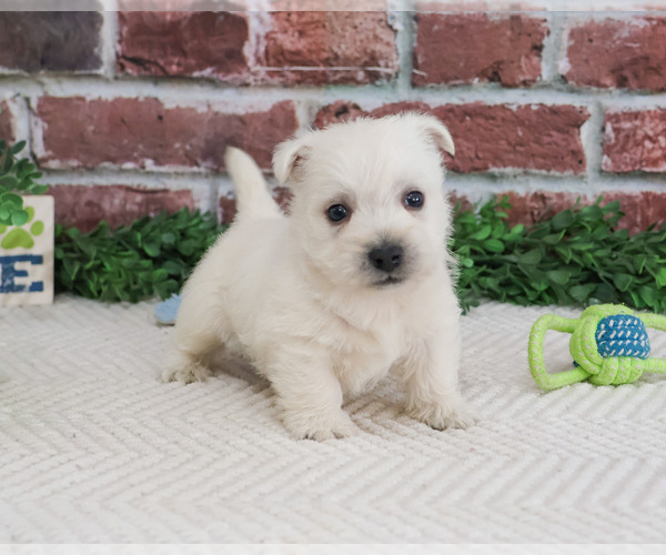 Medium Photo #2 West Highland White Terrier Puppy For Sale in SYRACUSE, IN, USA