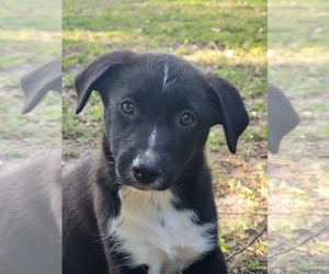 Border-Aussie Puppy for sale in WEBSTER, FL, USA