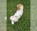 Small Photo #6 Brittany Puppy For Sale in CULPEPER, VA, USA