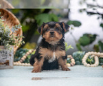 Small Photo #14 Shorkie Tzu Puppy For Sale in KIRKWOOD, PA, USA