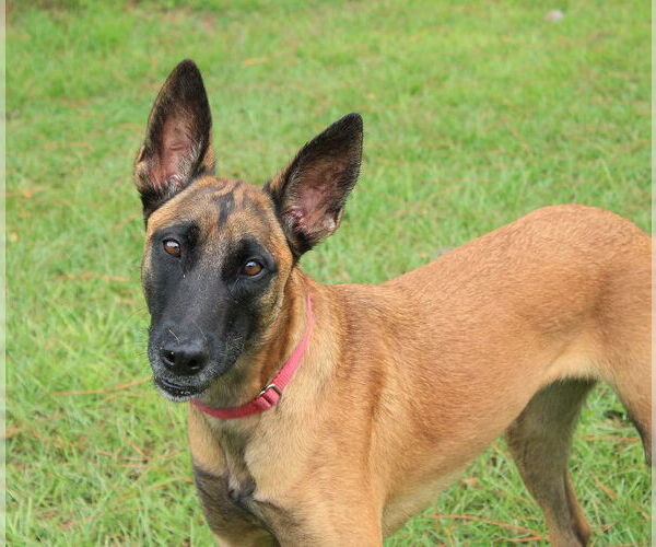 Medium Photo #7 Mutt Puppy For Sale in Stevens Point, WI, USA