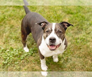 American Staffordshire Terrier-Unknown Mix Dogs for adoption in Crete, IL, USA