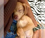 Small #4 Chiweenie