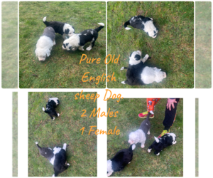 Old English Sheepdog Puppy for sale in PORTLAND, OR, USA