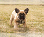 Small Photo #3 French Bulldog Puppy For Sale in SYRACUSE, IN, USA