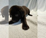 Small #3 Labrador Retriever