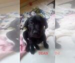 Puppy Dean Labrador Retriever