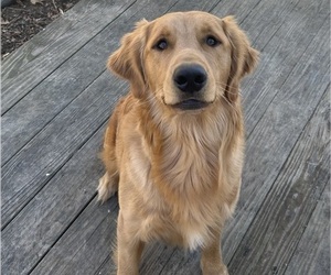Golden Retriever Puppy for sale in COLUMBUS, IN, USA