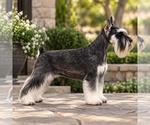Small Photo #1 Schnauzer (Miniature) Puppy For Sale in SAN DIEGO, CA, USA
