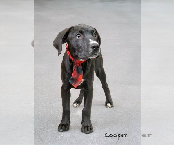 Medium Photo #1 Labrador Retriever-Unknown Mix Puppy For Sale in Hot Springs Village, AR, USA