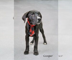 Labrador Retriever-Unknown Mix Dogs for adoption in Hot Springs Village, AR, USA