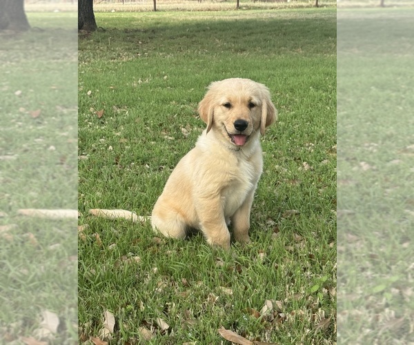 Medium Photo #9 Golden Retriever Puppy For Sale in CROWLEY, TX, USA