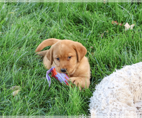 Medium Photo #4 Labrador Retriever Puppy For Sale in SYRACUSE, IN, USA