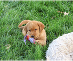 Small #3 Labrador Retriever