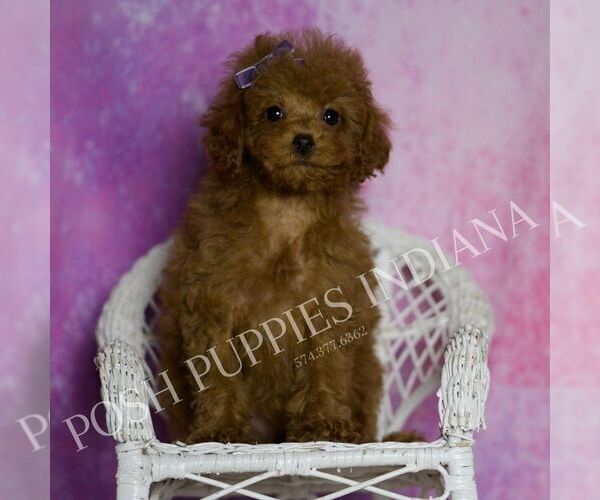 Medium Photo #5 Poodle (Miniature) Puppy For Sale in WARSAW, IN, USA