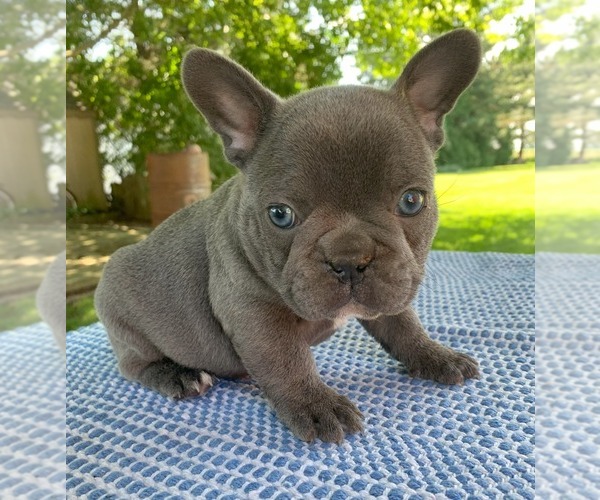 Medium Photo #14 French Bulldog Puppy For Sale in BREMEN, IN, USA