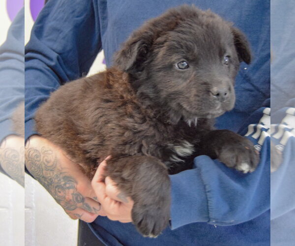 Medium Photo #2 Golden Retriever-Unknown Mix Puppy For Sale in Huntley, IL, USA