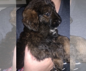 Labradoodle Puppy for sale in STANTONVILLE, TN, USA