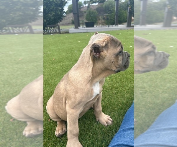 Medium Photo #26 Cane Corso Puppy For Sale in OCEANSIDE, CA, USA