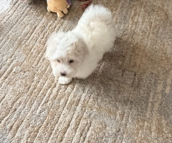 Medium Photo #2 Maltipoo (Toy) Puppy For Sale in ALEXANDRIA, VA, USA
