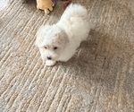 Small #1 Maltipoo (Toy)