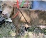 Small #1 American Pit Bull Terrier Mix