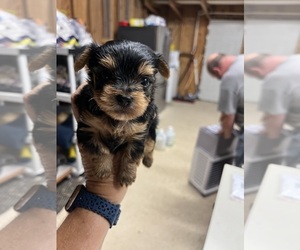Yorkshire Terrier Puppy for Sale in WHITE OAK, Georgia USA
